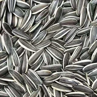 601 sunflower seeds